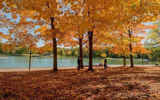 Tham khảo kinh nghiệm du lịch Canada mùa thu ngập sắc vàng lá phong