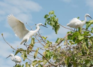 Tham quan vườn cò Bằng Lăng - điểm du lịch dân giã nổi tiếng Cần Thơ